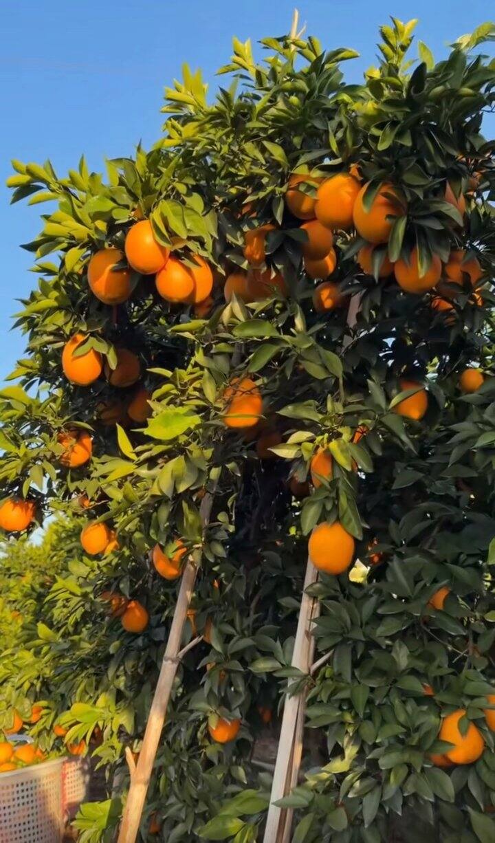 11🈷️29号，已到达果园🍊 今日份老树脐橙采摘进行中🔥