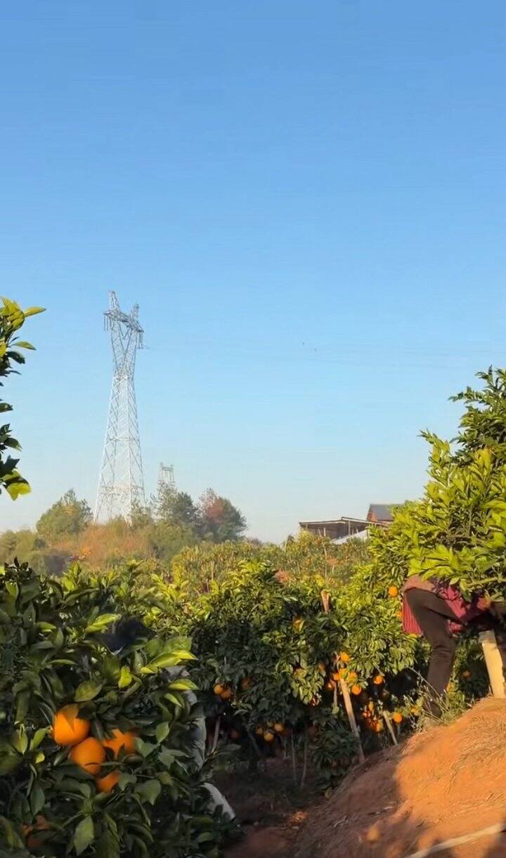 11🈷️29号，已到达果园🍊 今日份老树脐橙采摘进行中🔥
