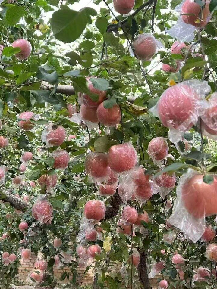 脆甜，一口爆汁的冰糖心红富士苹果开卖了，借助点我的人脉，帮着父母种的原产地直发的果园苹果🍎，卖点吧