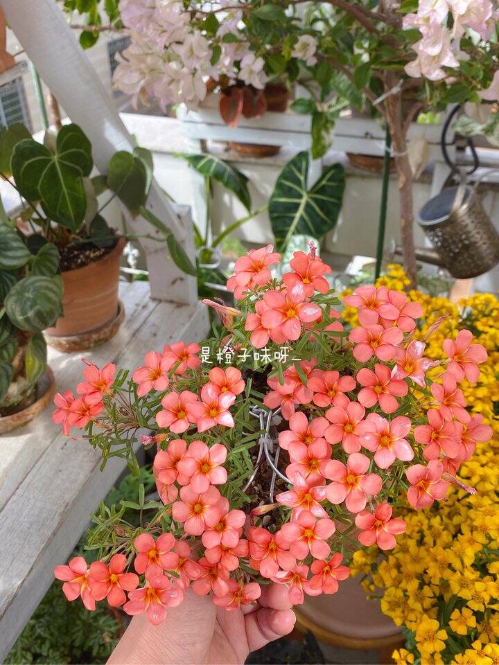 早花酢浆草 红金