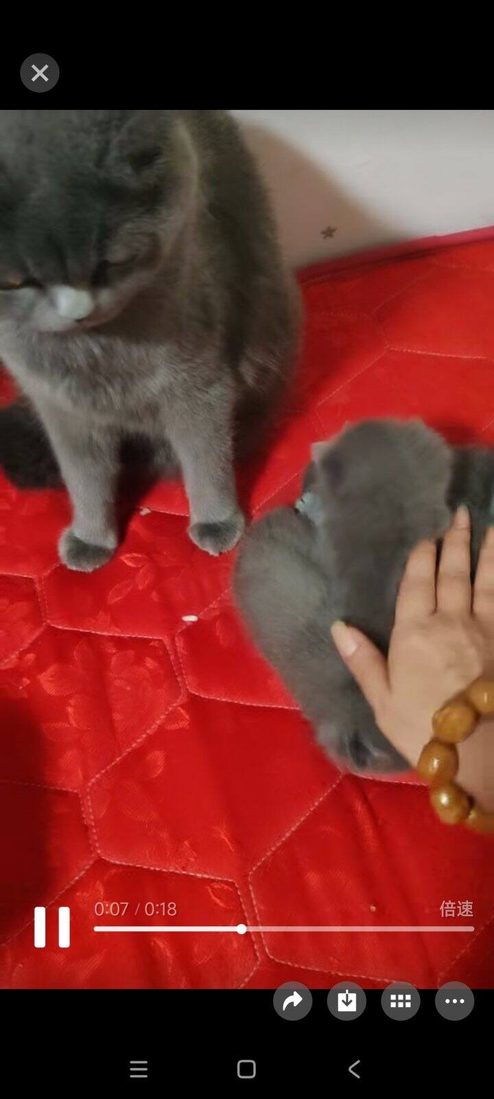 其实盘猫和盘串是一个道理，一直撸就完事了，猫越撸越乖，串越撸越亮