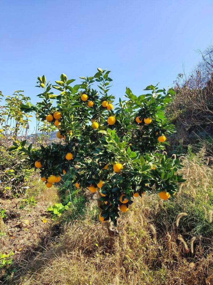 麻阳的冰糖橙和血橙