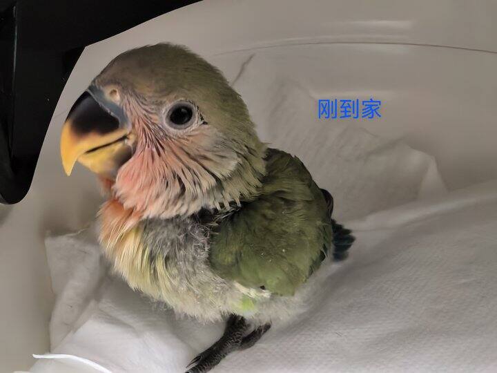 可爱的牡丹鹦鹉