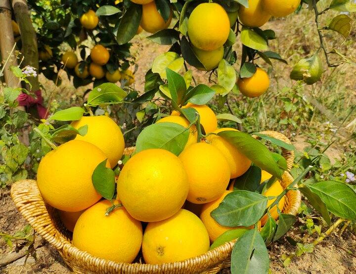 【赣南脐橙购后晒单返现3元】 拒绝催熟、甜蜜素、打蜡、泡药 纯天然无污染