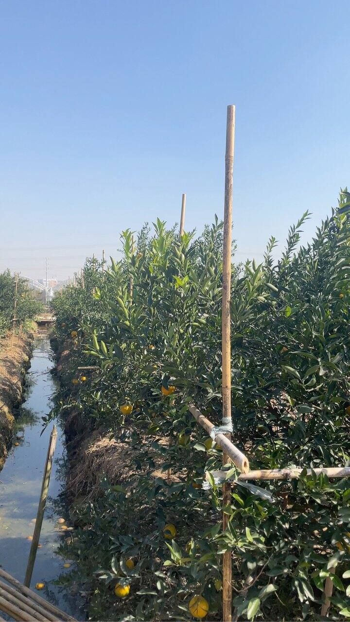 自己尝试晒新会陈皮