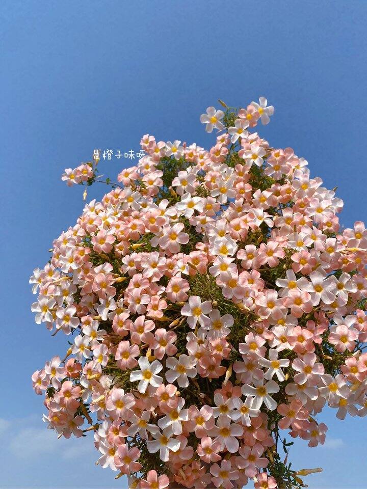 今年的爆花比去年来得早一些