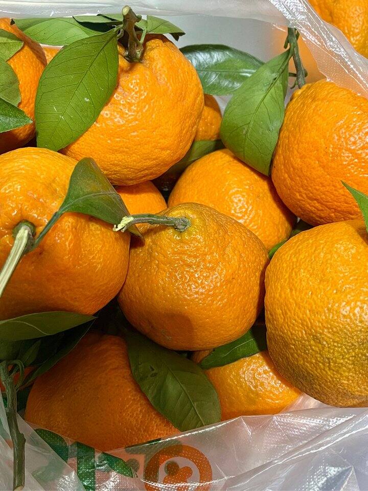 这个季节的橘子真好吃