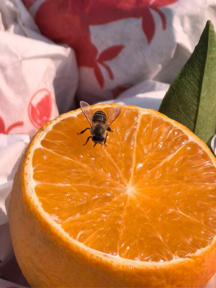 来个四川的爱媛38号果冻橙，尝尝吧~