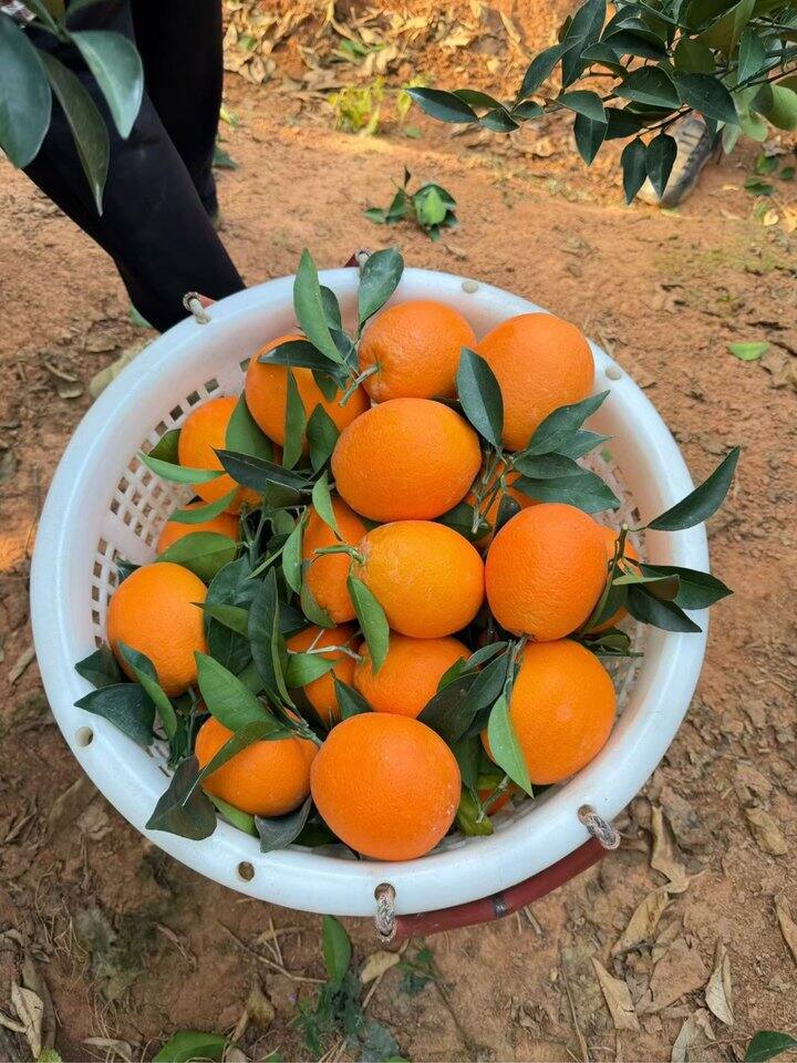 别问！问就是在果园摘果子🌚🌚