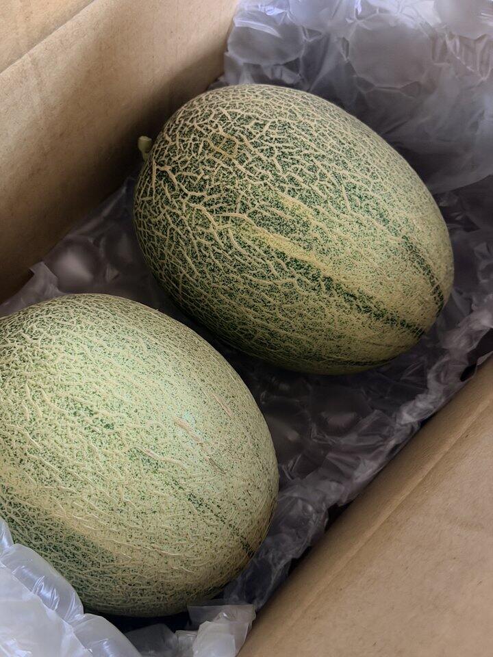 自营哈密瓜🍈