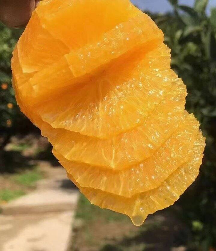 12月份的赣南脐橙，又鲜又甜