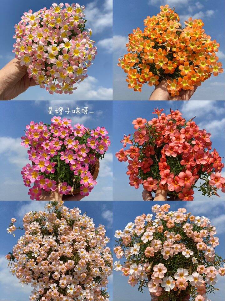 终于等到早花酢浆草拍个小合照了