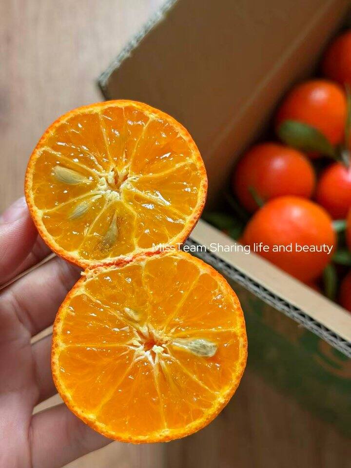 东方红橘！💰2+