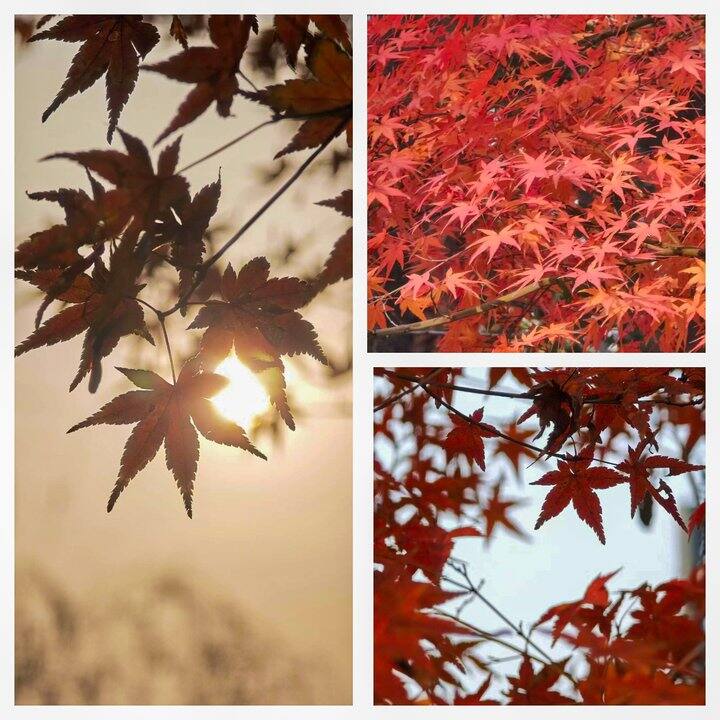 ［随手拍］好久没早起