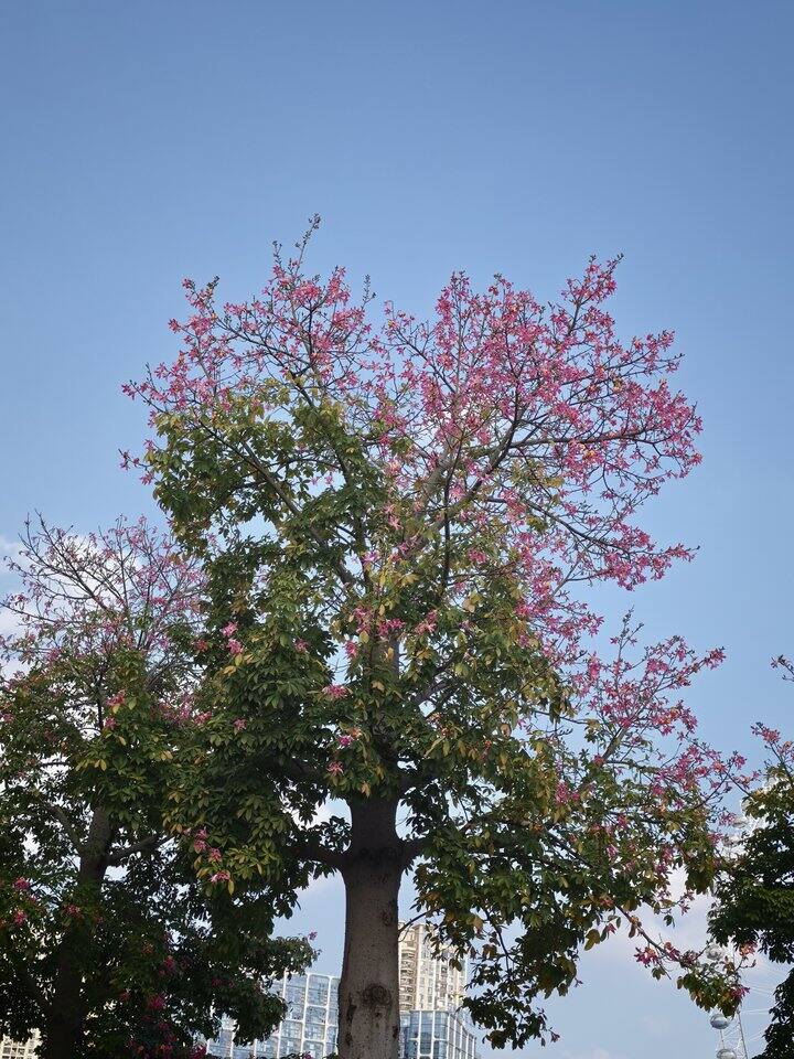 多灾多难的前半生