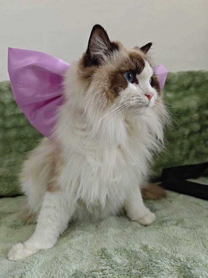 发点绵绵的近照