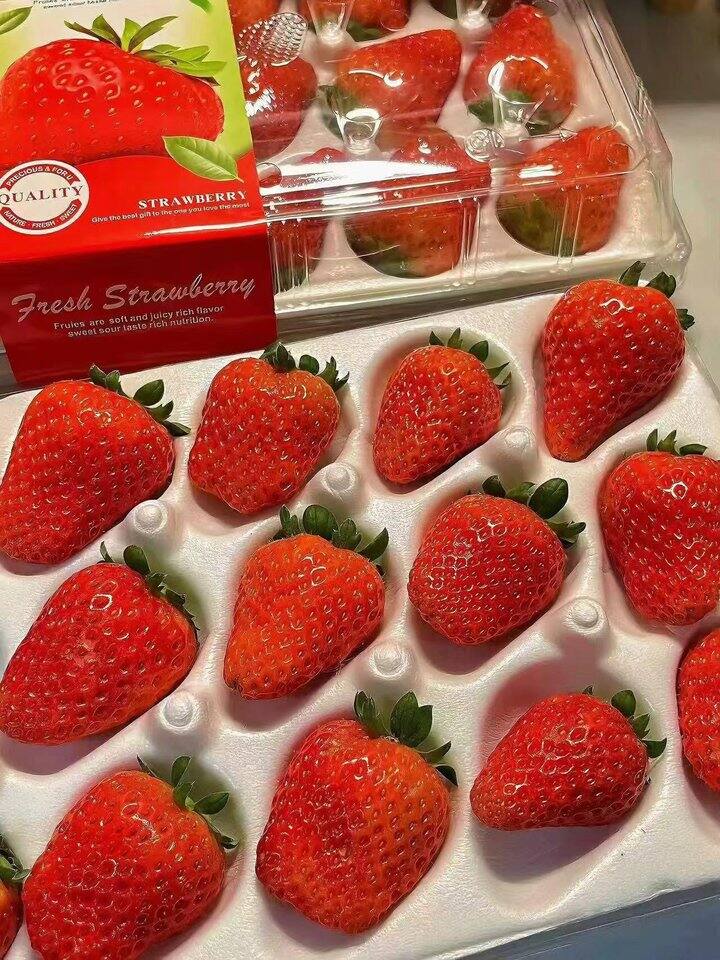 勿语大凉山草莓中大果