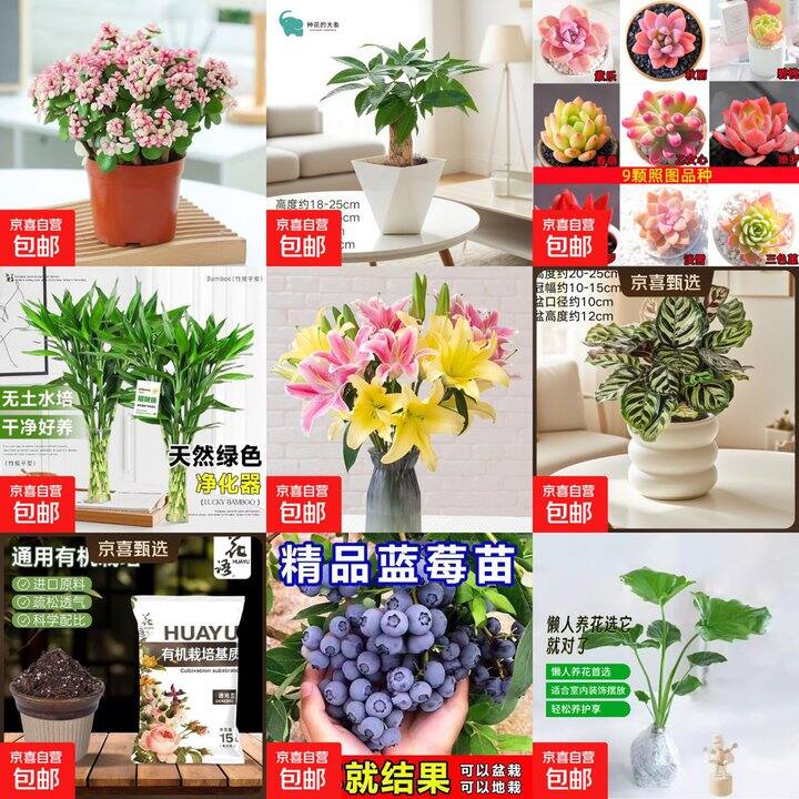 绿植🪴买一送一