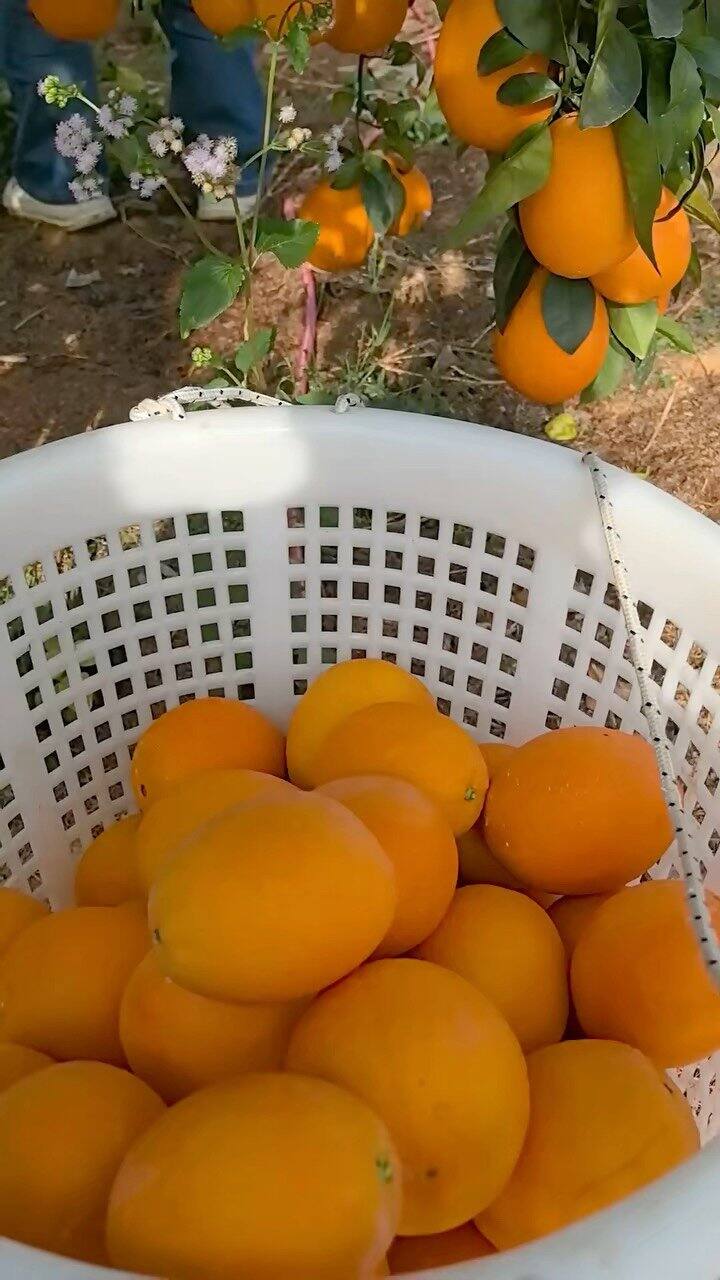 今日份采摘消耗热量700多卡！！