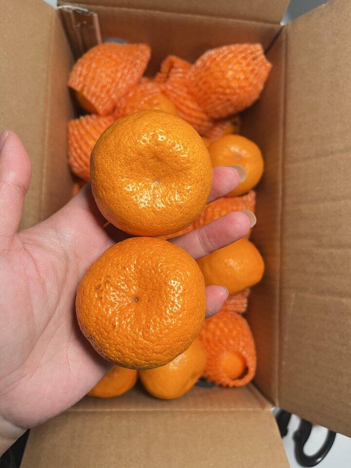新余蜜桔🍊