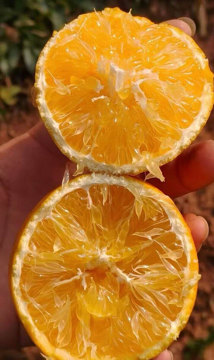 今天中小果销量最多的一天