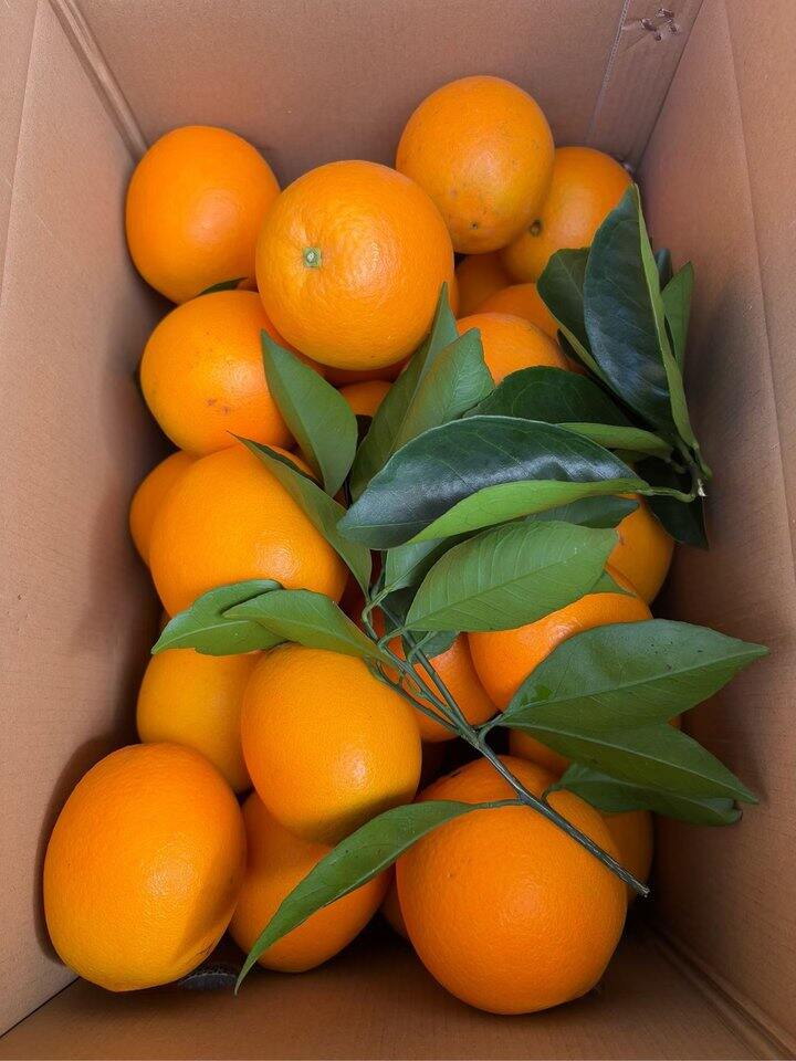 赣南脐橙福利冲！