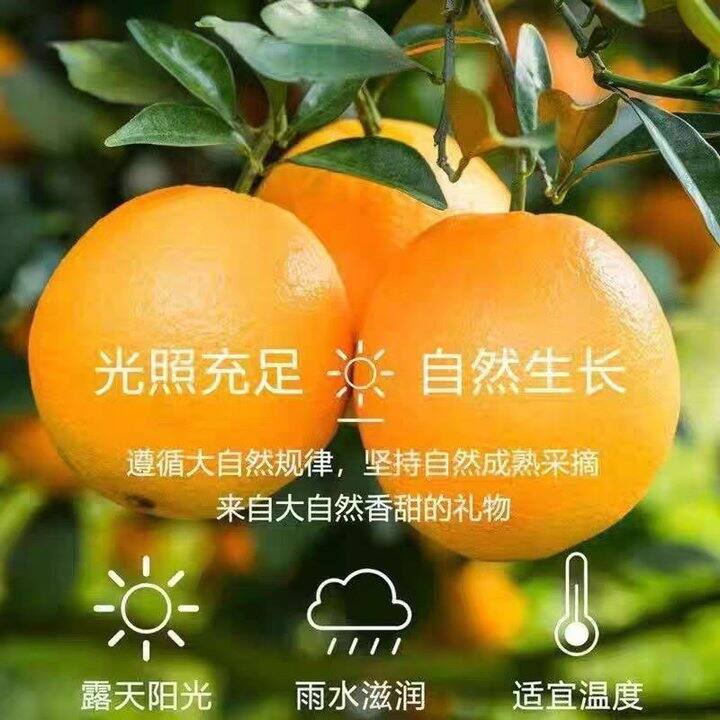来点橙子🍊8.2