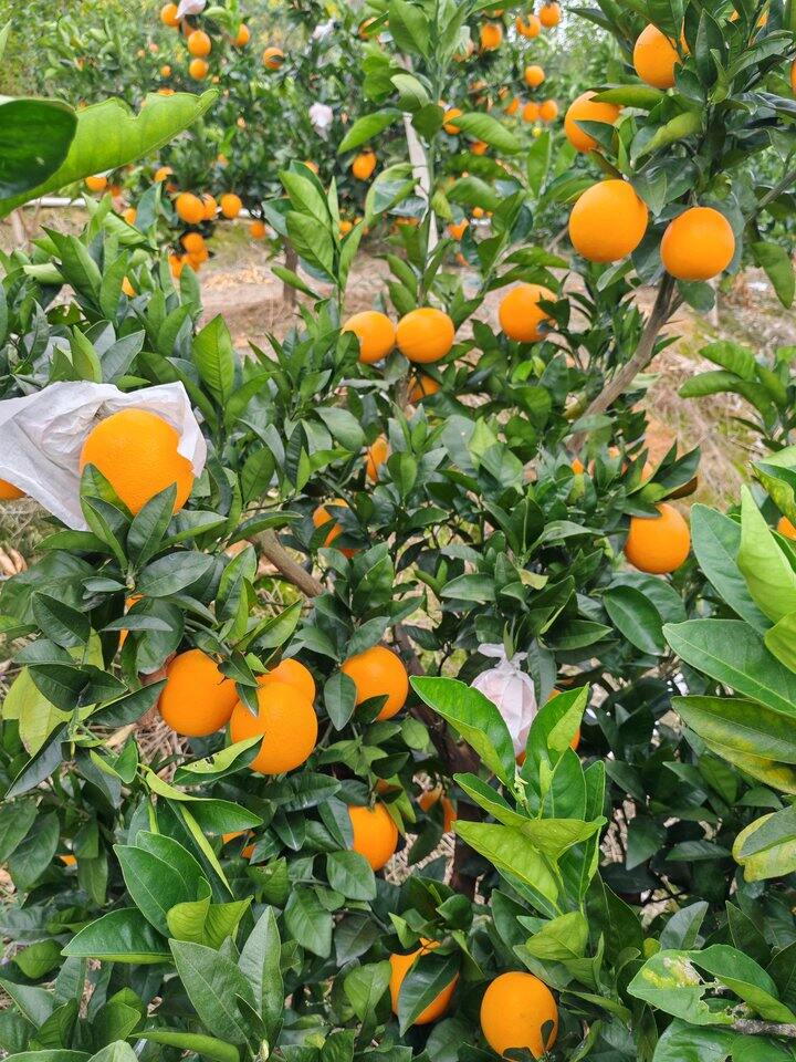 最后一波树上新鲜脐橙了