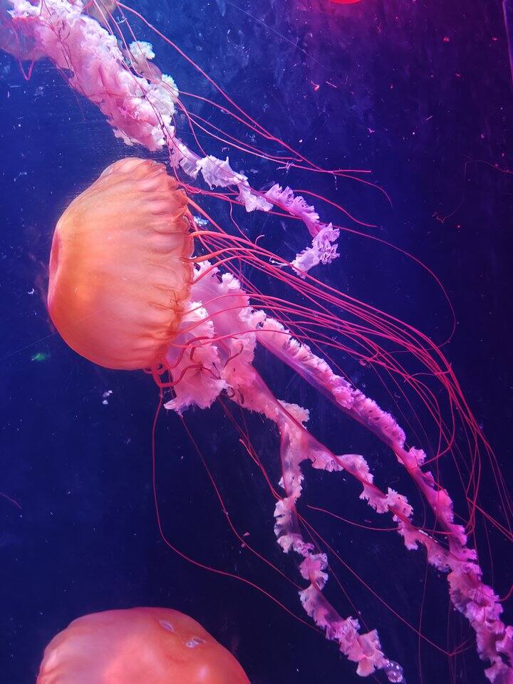 12.22号开的88会员