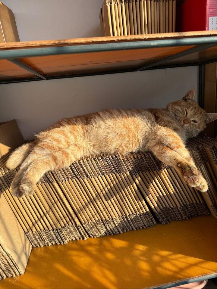 大橘好好睡觉，下班见