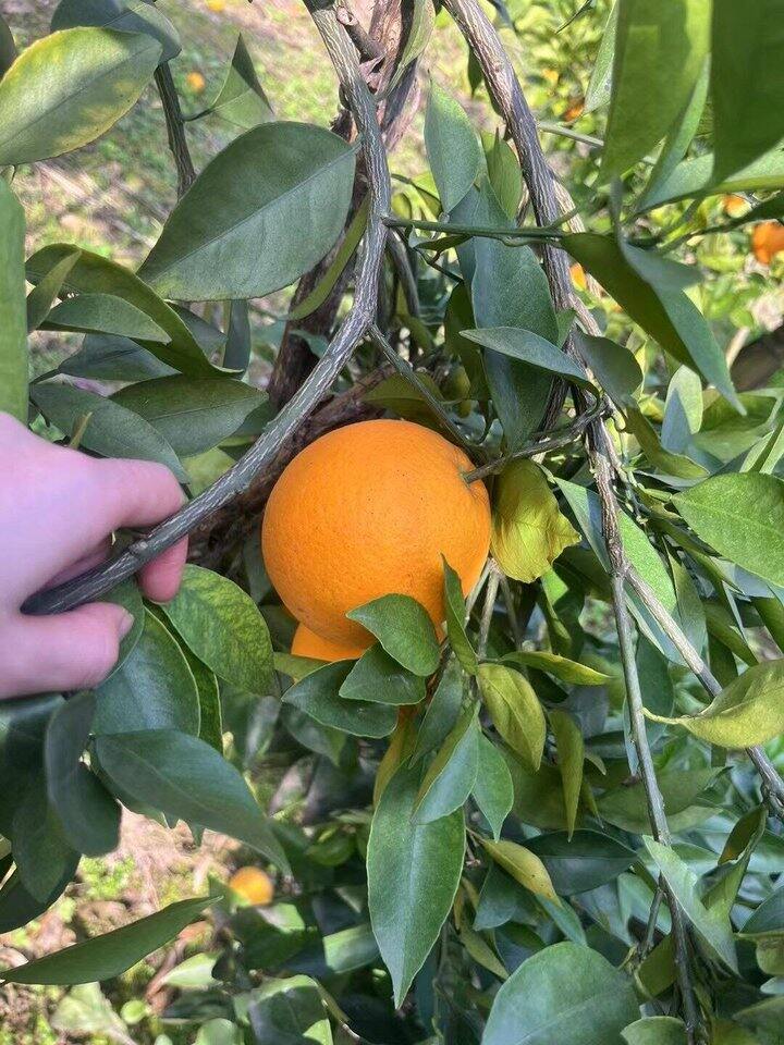 一家超好吃的橙子