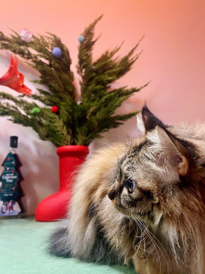🎄🐱