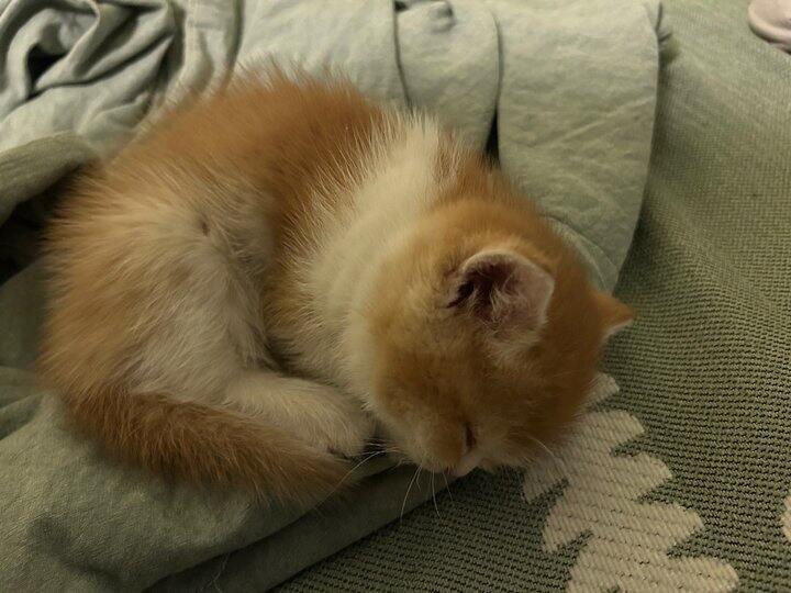 摸摸猫猫头，万事都不愁