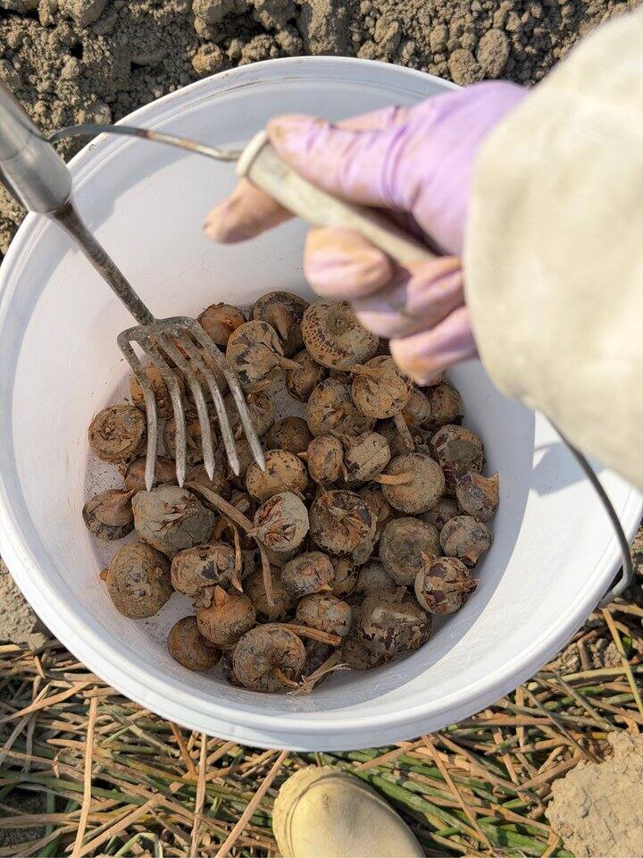 弥补了陆地无法赶海的遗憾