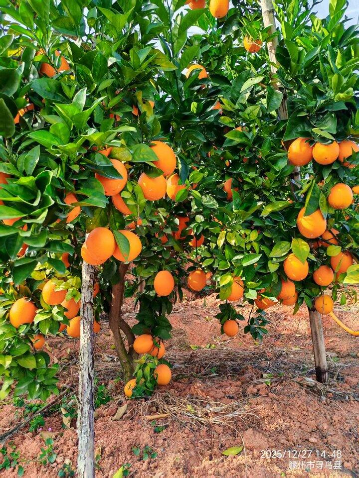 今天白天拍的，忙的忘记在路口发了