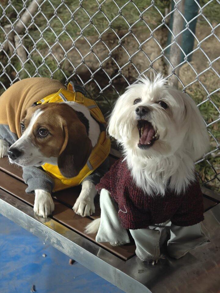 2026年第一天遛狗人