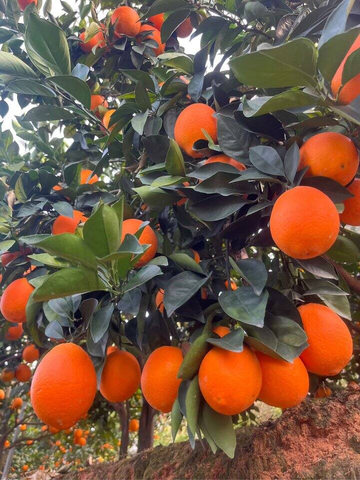 鲜橙采摘中