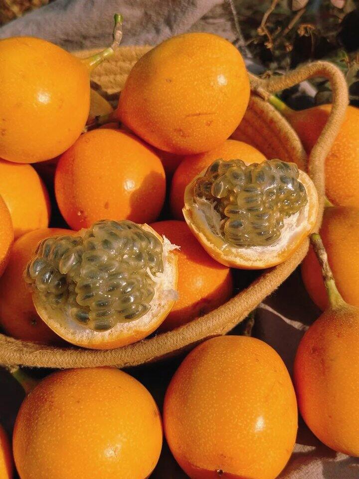 蜜糖小炸弹——【热情果】试吃装限时抢购