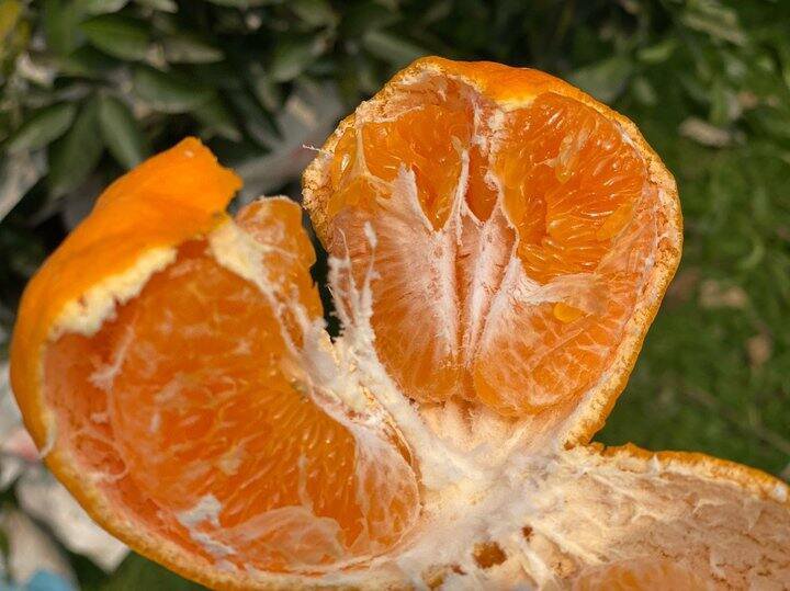 【春见.耙耙柑】🍊 比别人晚一个月采摘，限量试吃装：11.8元/箱