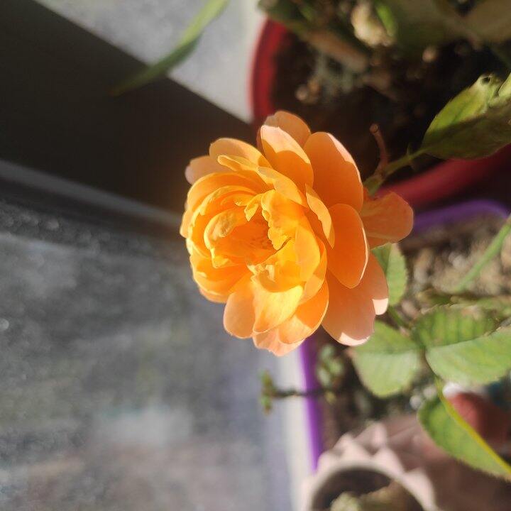 花与生活，皆不辜负。