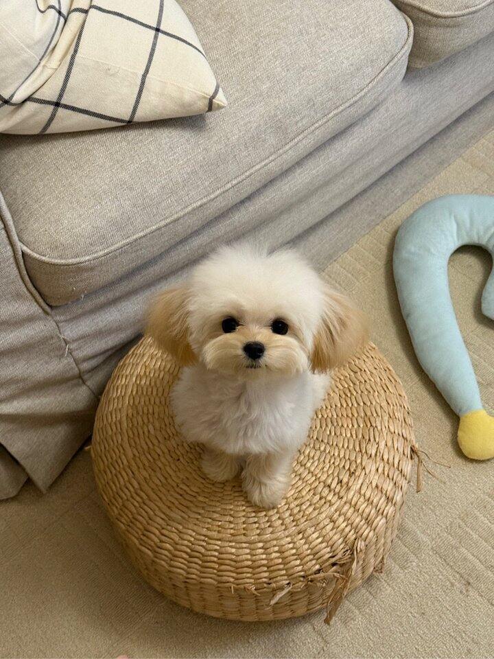 小狗子真是可爱鼠了