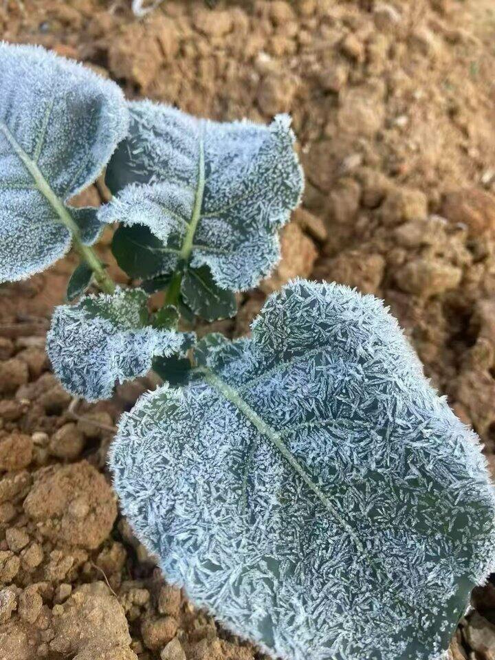 赣南继续霜冻的一天