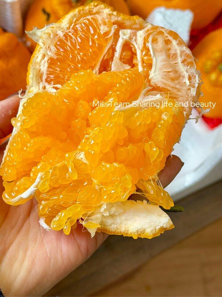 春见耙耙柑补了！💰2+