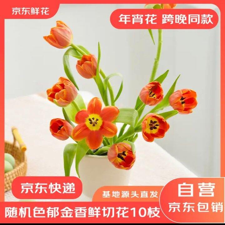 【京东自营鲜花】郁金香来了
