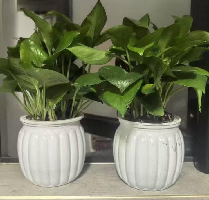 空调房里放点绿植盆栽🪴