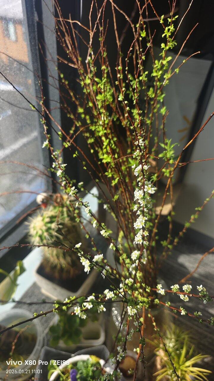 ［随手拍］雪柳