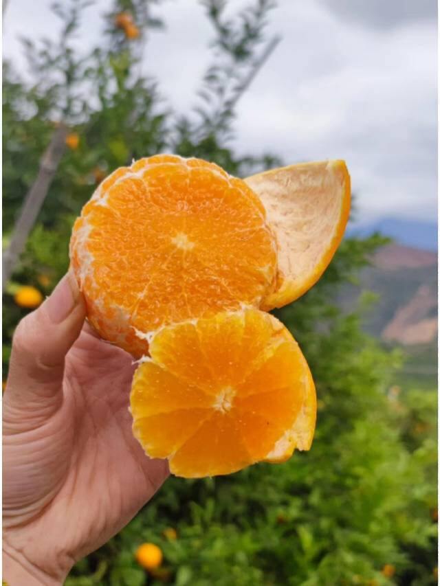 【限量试吃7.9元/箱】太阳斑沃柑，（9分甜1分果酸）