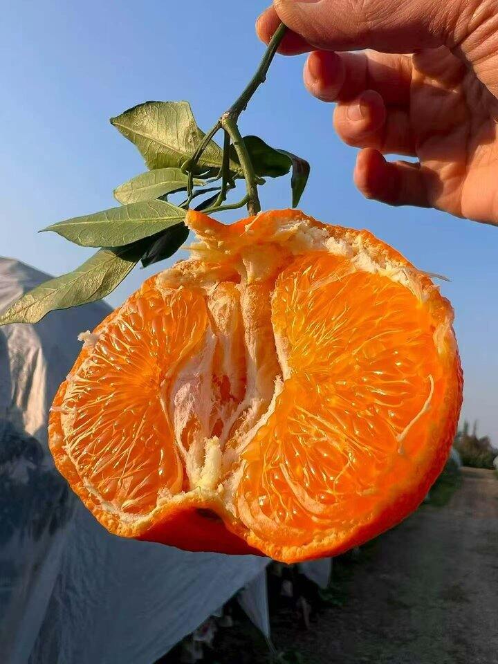 【甘平🍊 柑橘界的新晋“甜心女王”】限量试吃28.8元/箱到手3斤