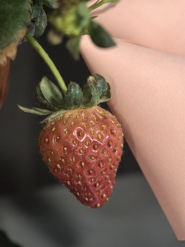 阳台草莓🍓