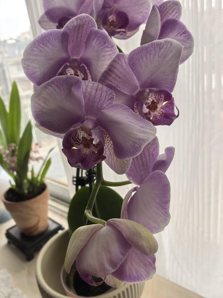 万顷花园的月亮公主